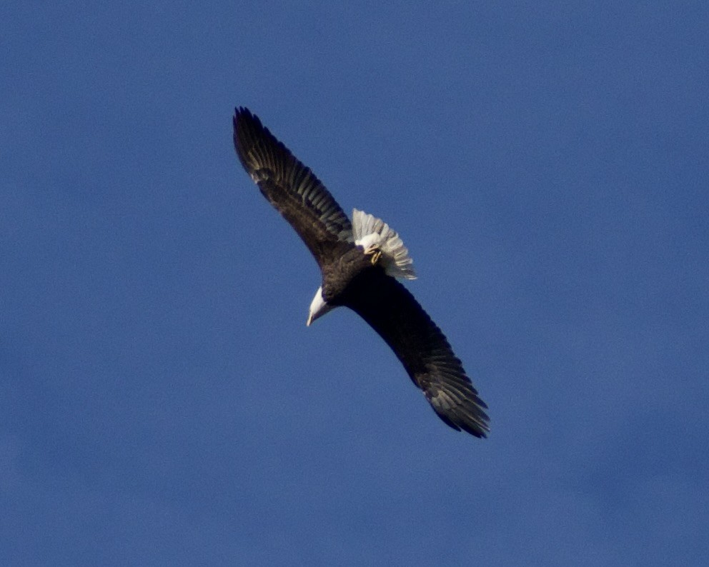 Bald Eagle - ML645452132