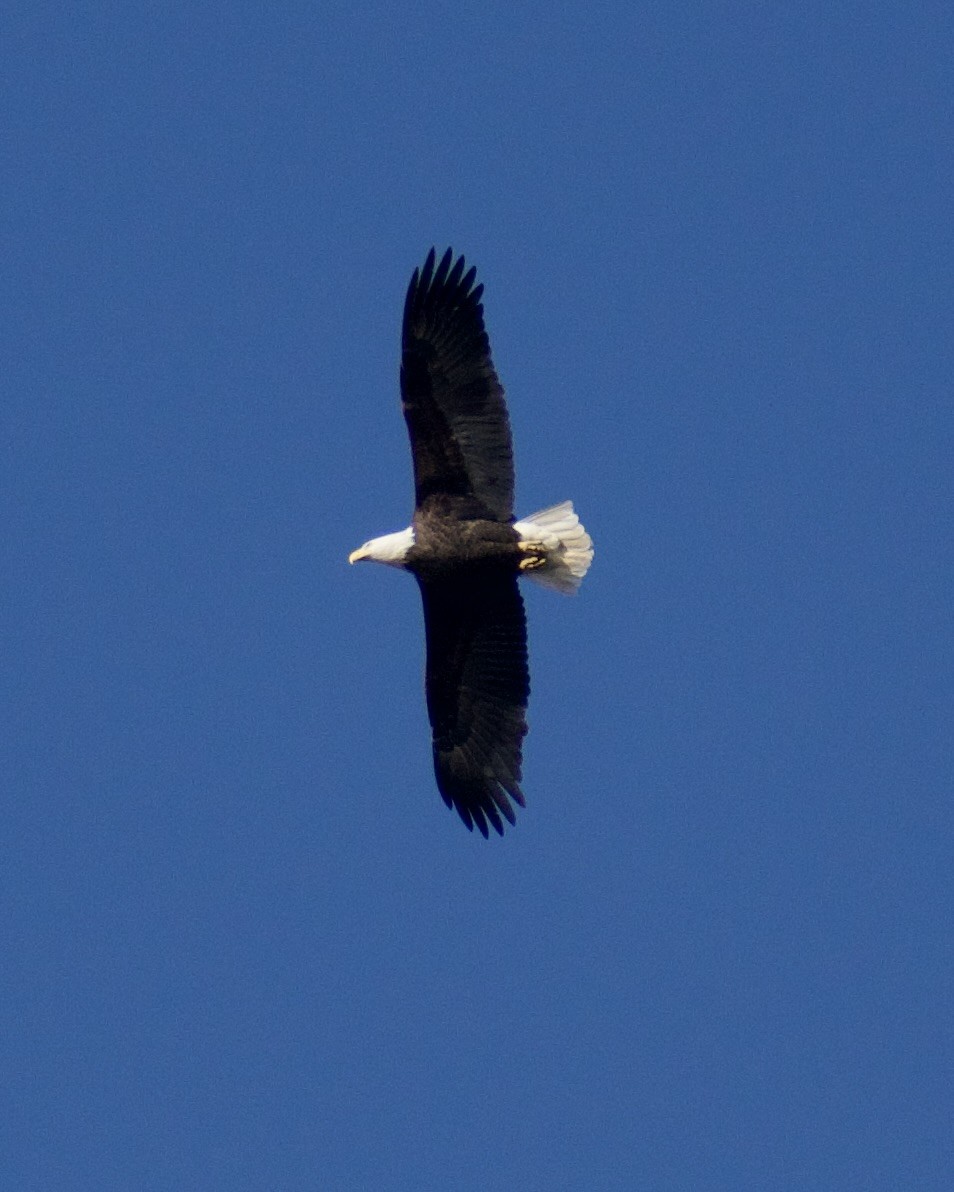 Bald Eagle - ML645452133