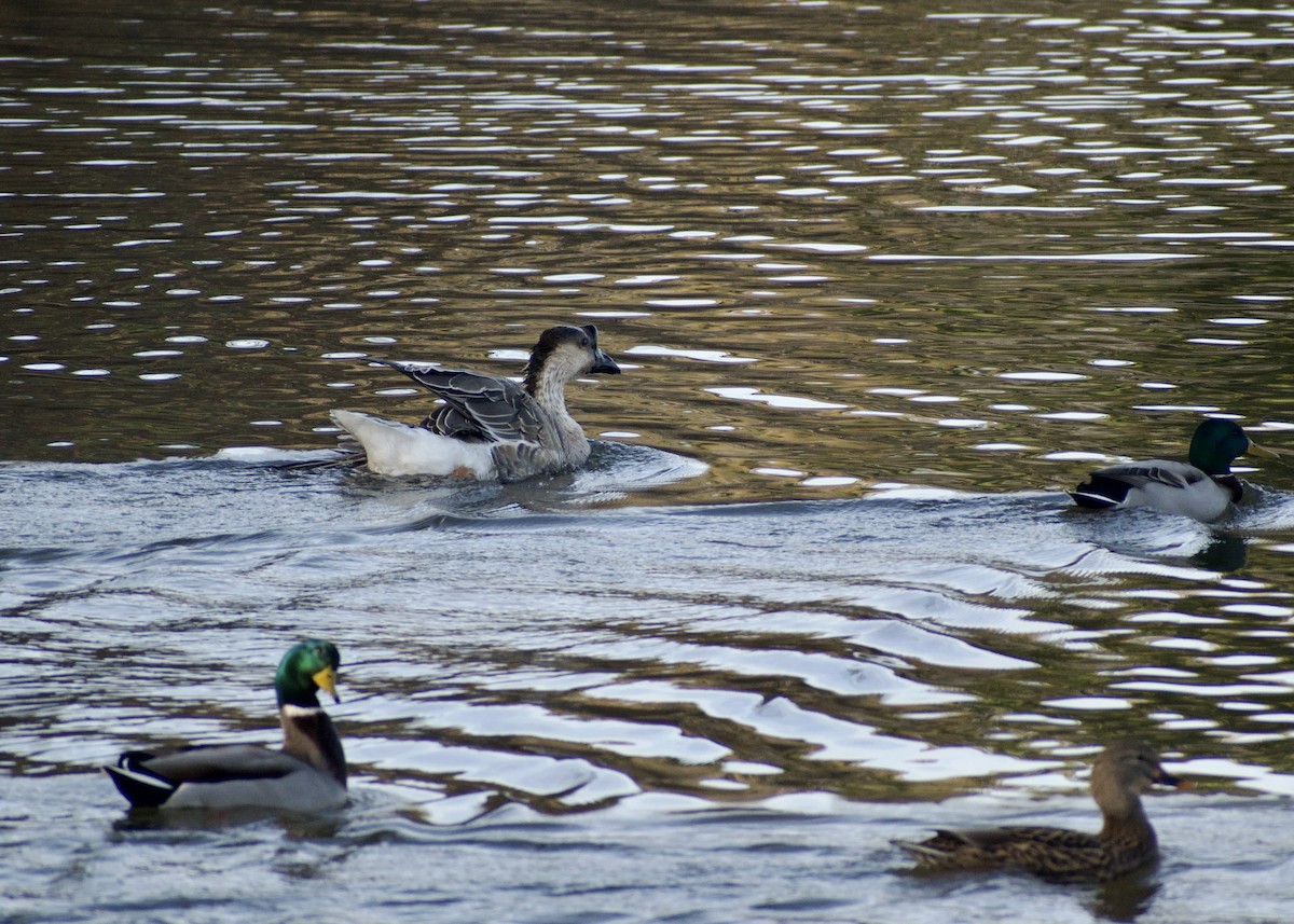 Domestic goose sp. (Domestic type) - ML645452135