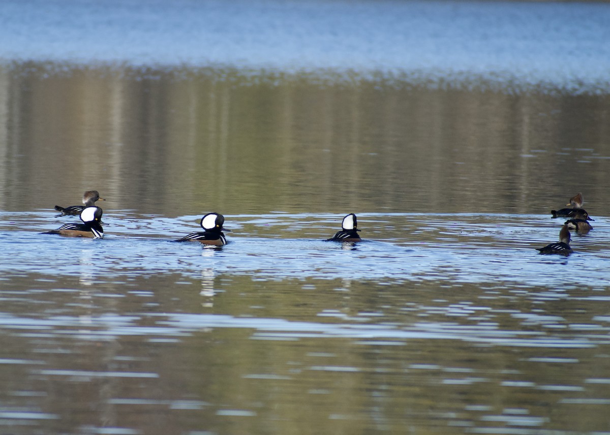 Hooded Merganser - ML645452152