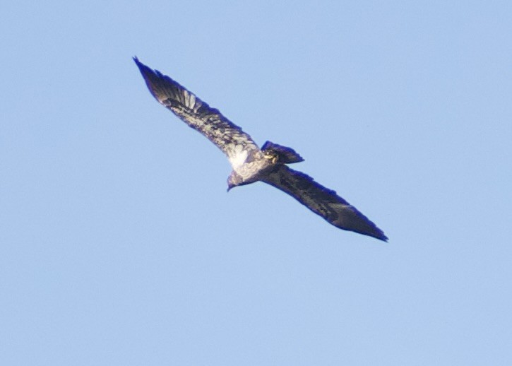 Bald Eagle - ML645452154