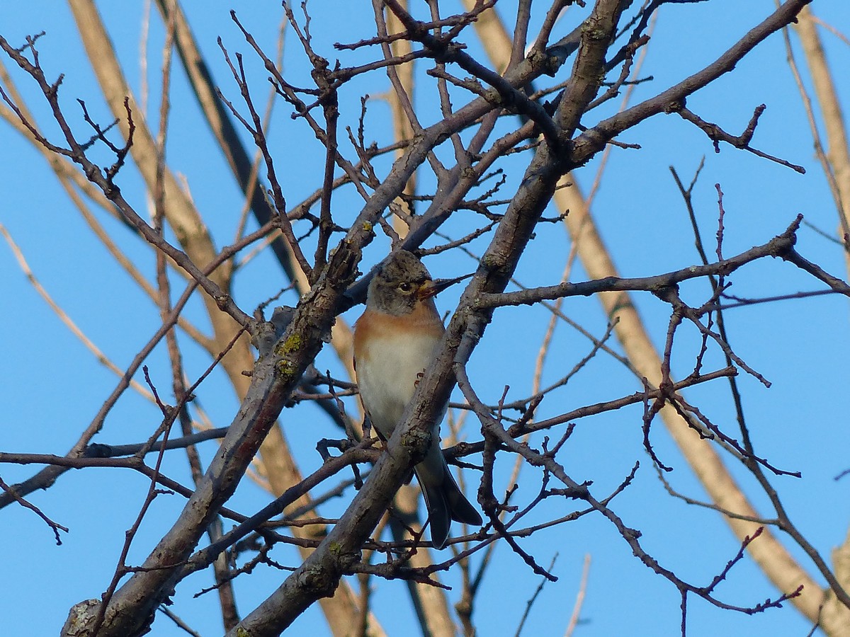 pěnkava jikavec - ML645452158