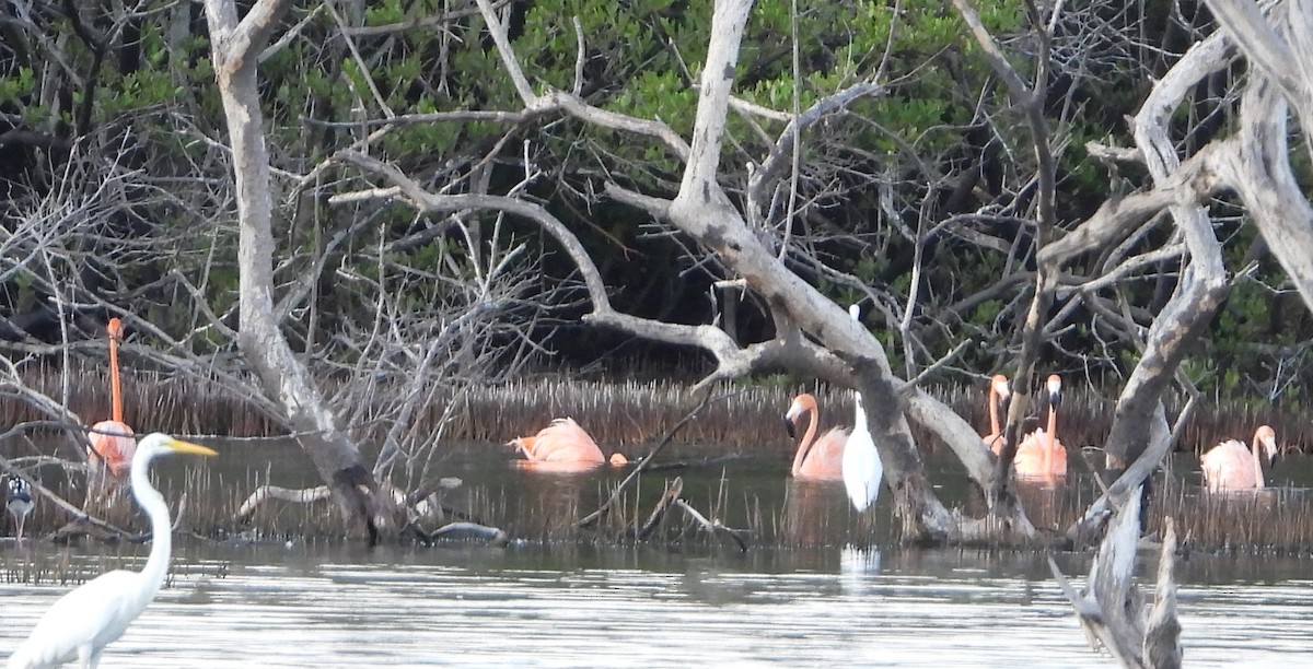 Flamenco Rojo - ML645452201