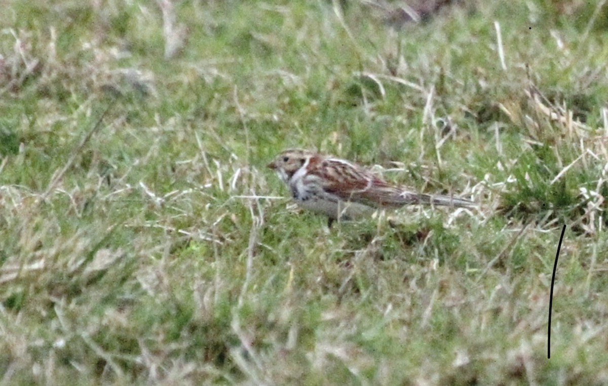 Lapland Longspur - ML645452231