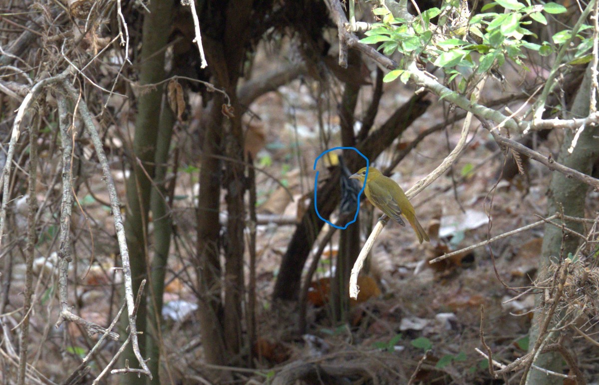 Black-and-white Warbler - ML645452247