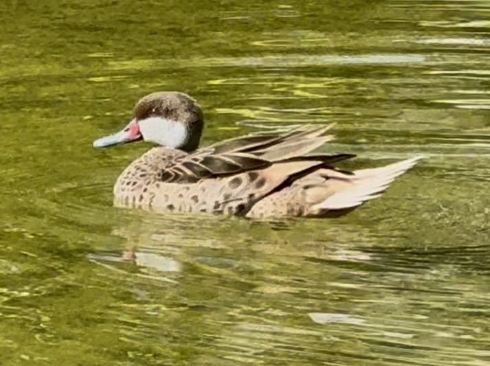 Bahamaente - ML645452250