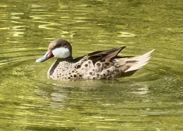 Bahamaente - ML645452251