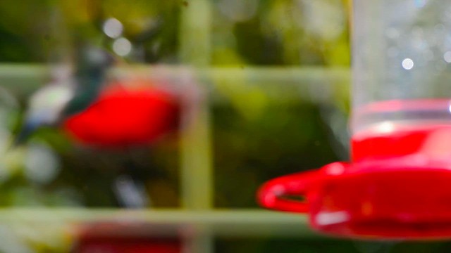 Broad-billed Hummingbird - ML645452273