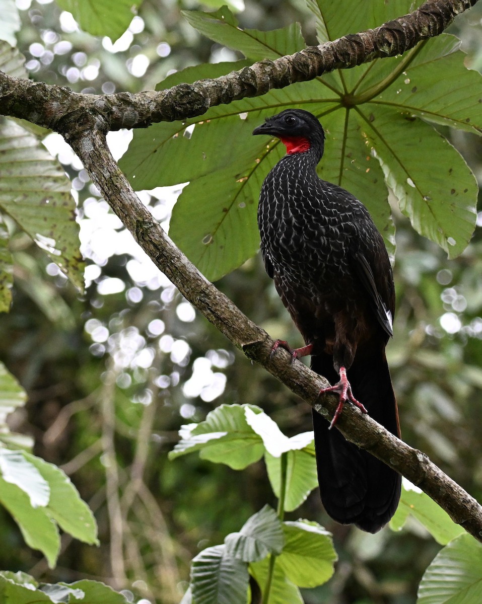 Pénélope du Cauca - ML645452275