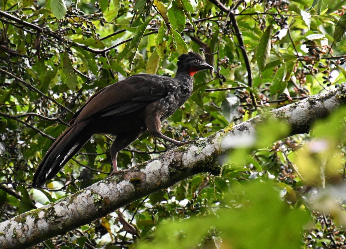 Pénélope du Cauca - ML645452277