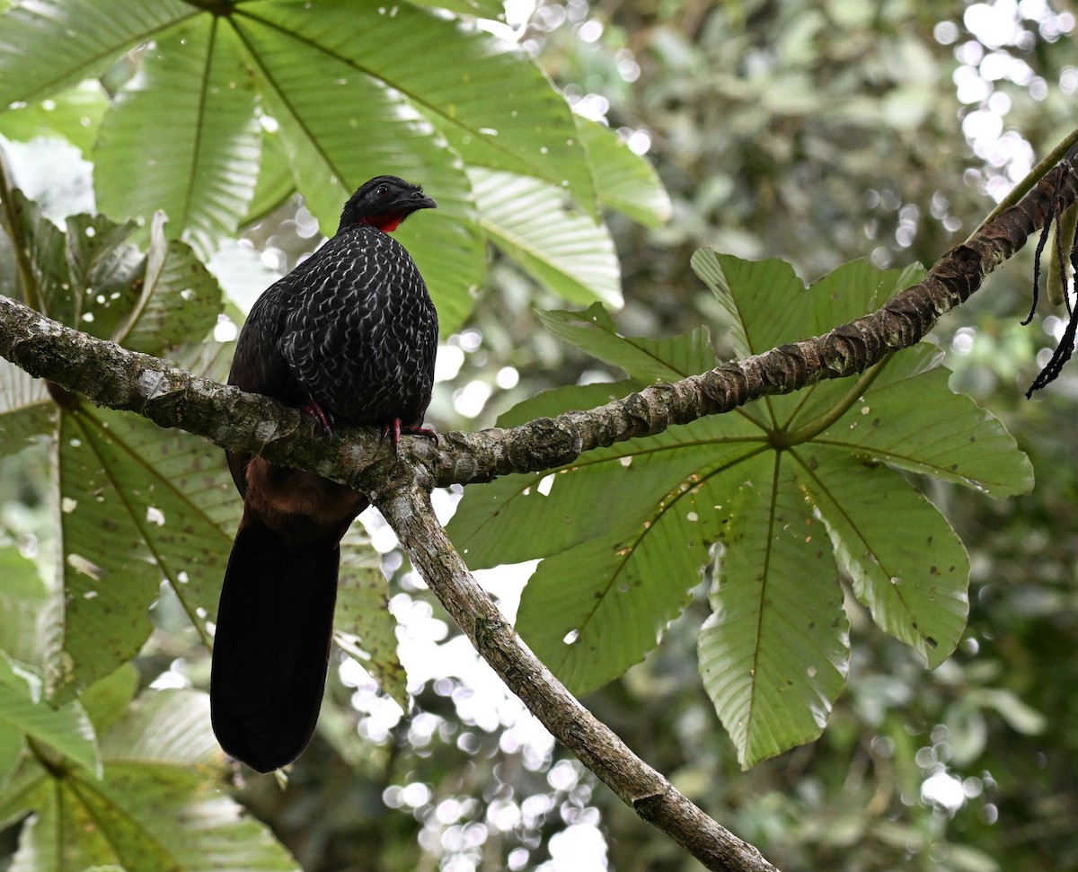 Pénélope du Cauca - ML645452278
