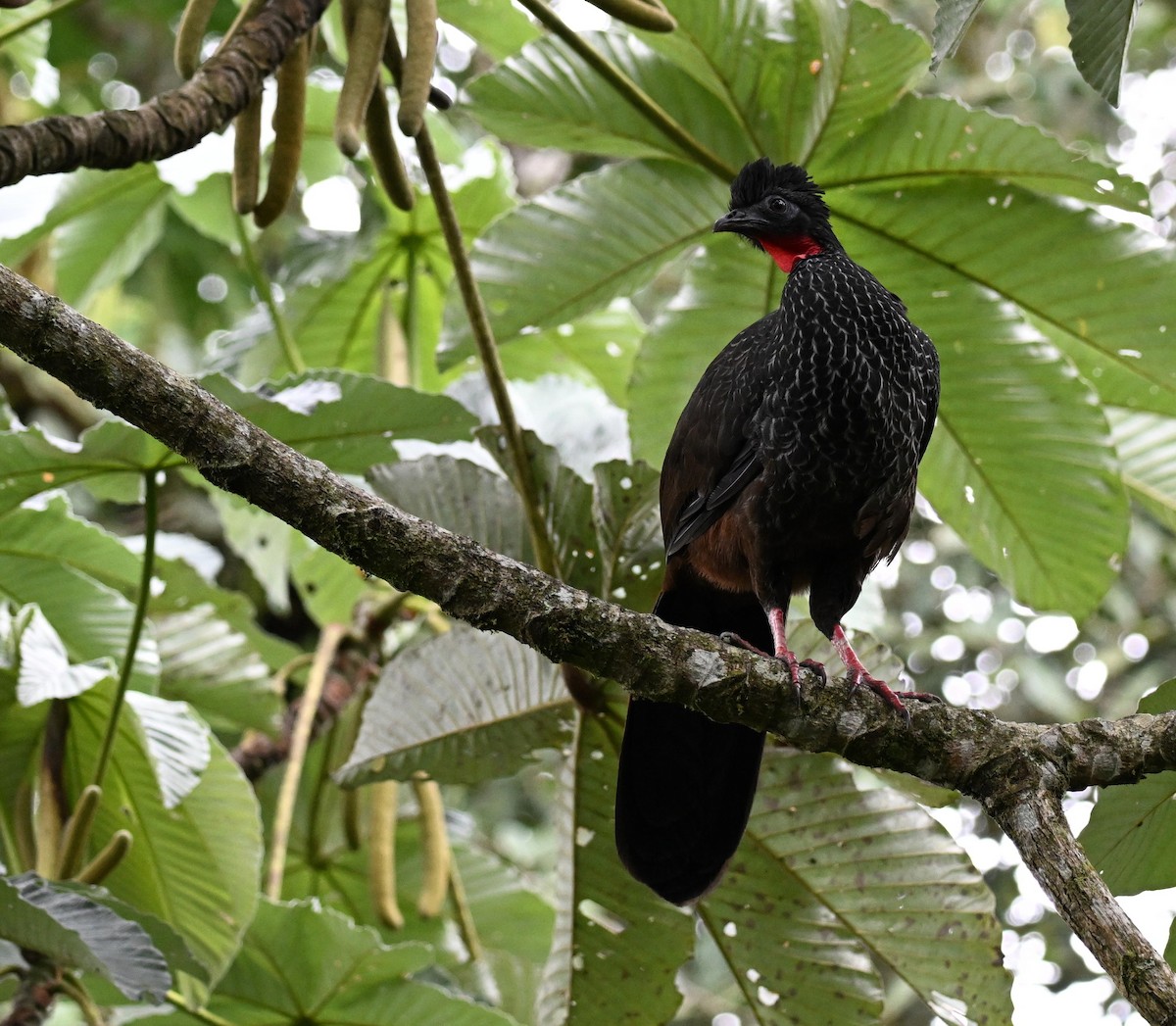 Pénélope du Cauca - ML645452279