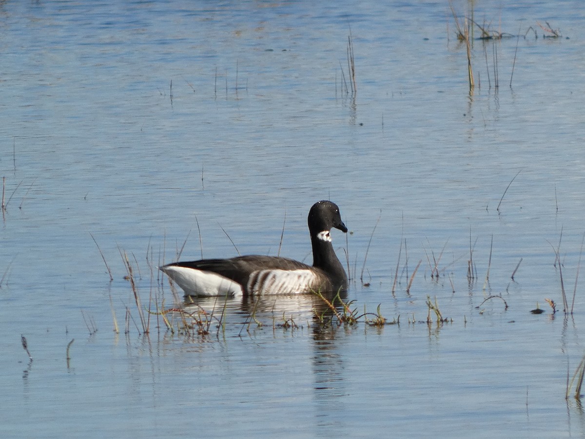 berneška tmavá - ML645452281
