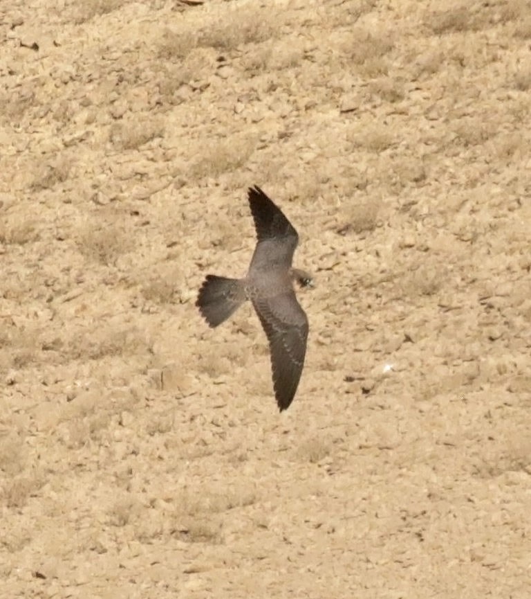 Sooty Falcon - ML645452289