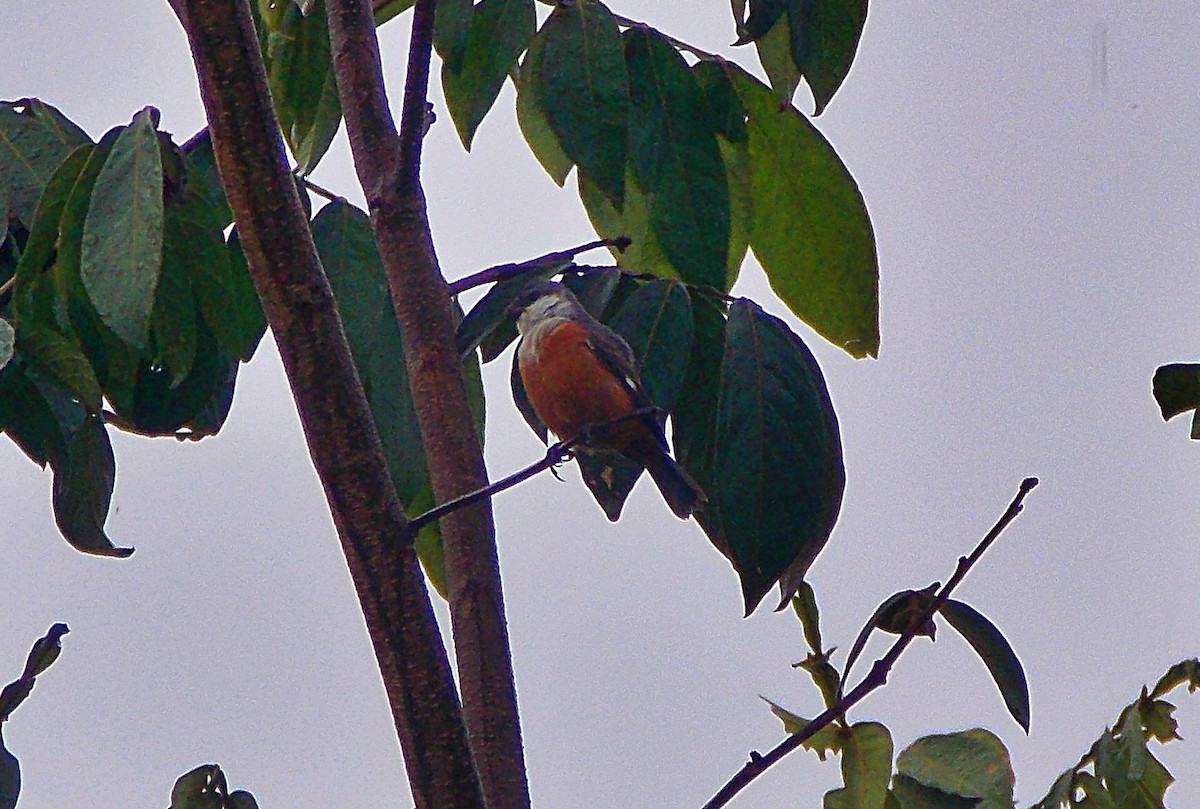 Болотный просяночник - ML645452293