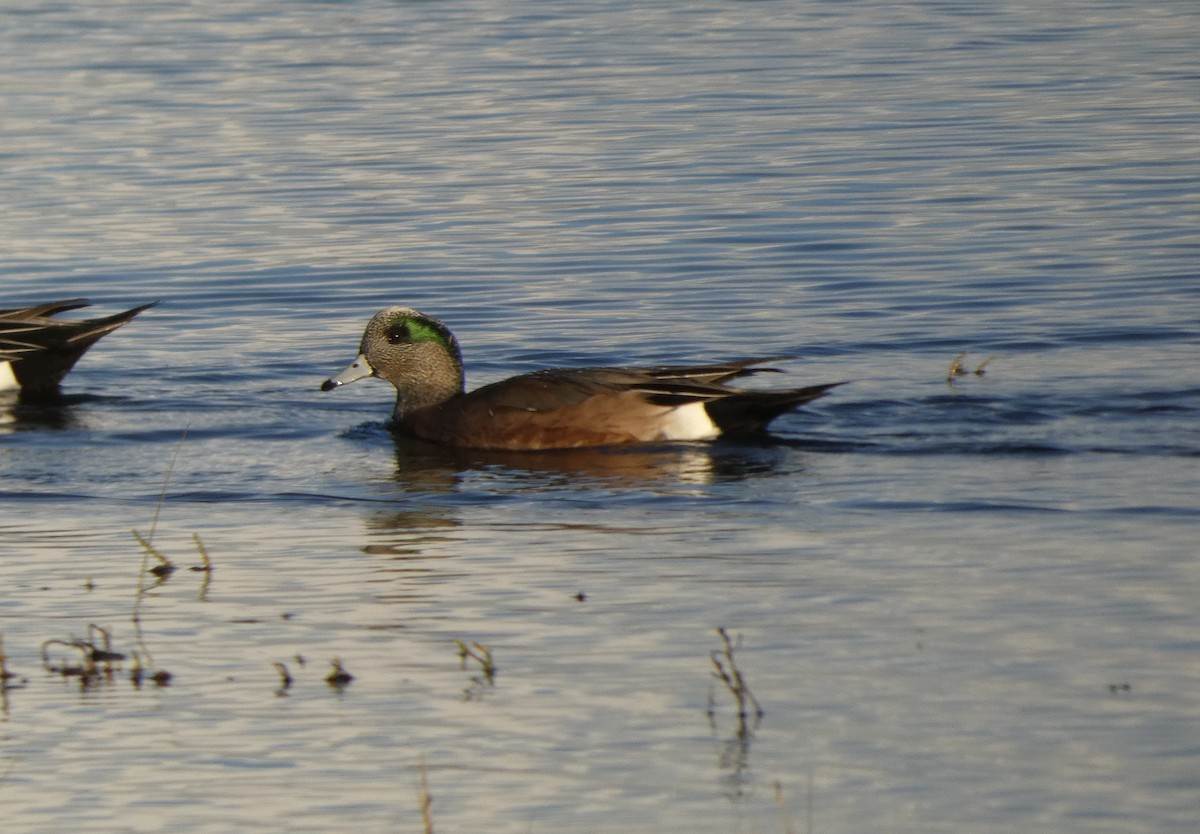 American Wigeon - ML645452294