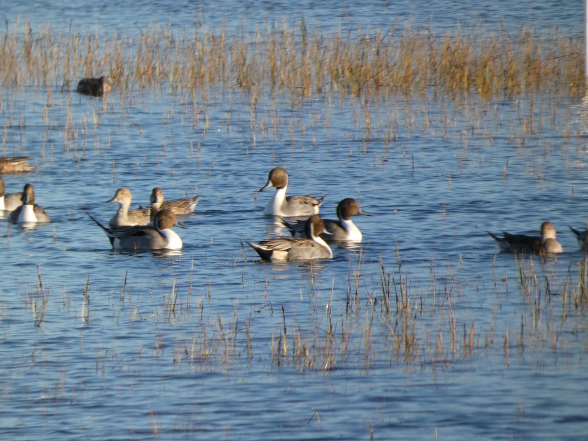ostralka štíhlá - ML645452304