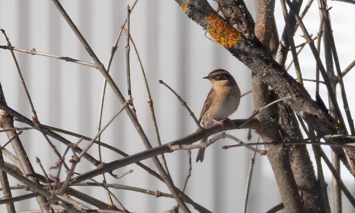 Accenteur montanelle - ML645452308