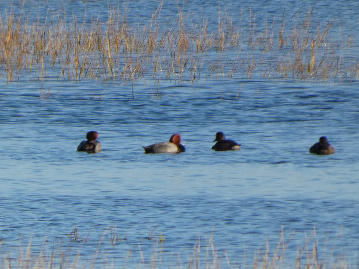 polák americký - ML645452309