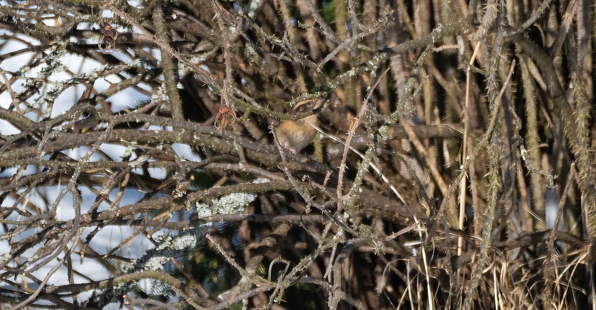 Accenteur montanelle - ML645452310