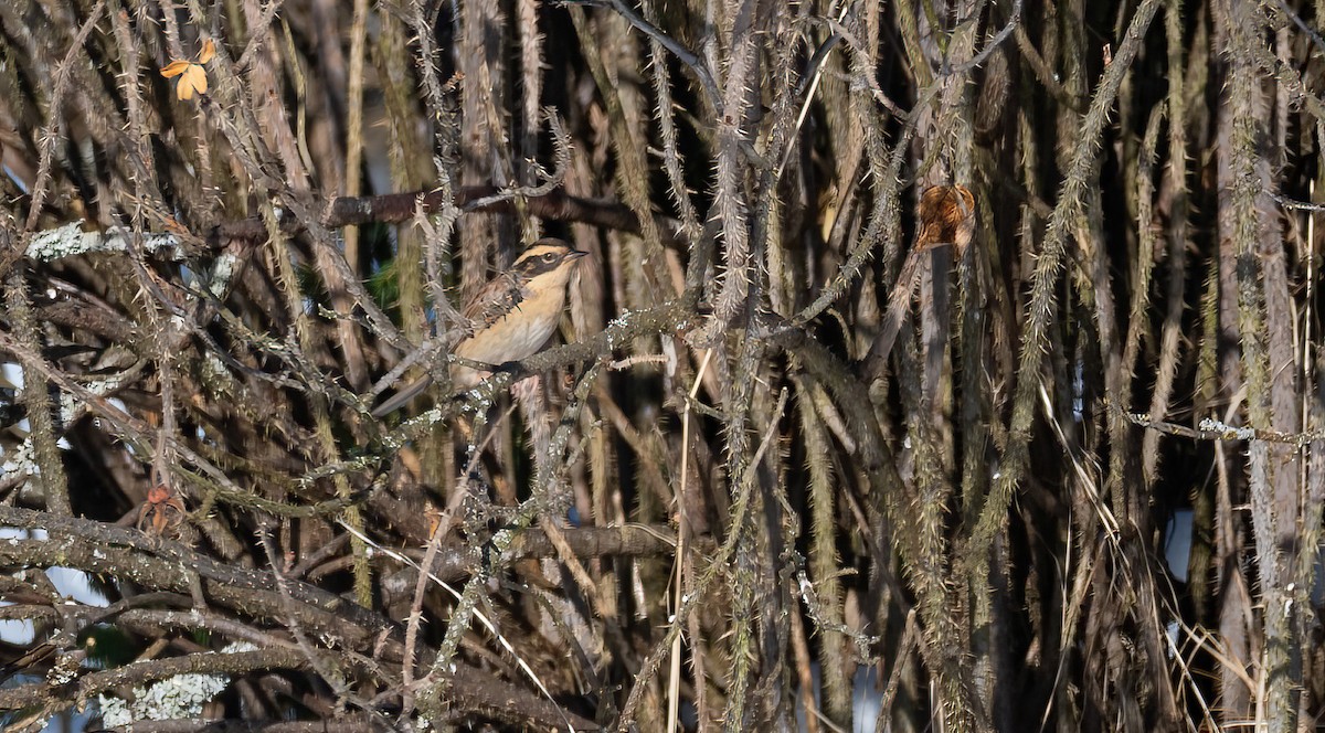 Accenteur montanelle - ML645452314