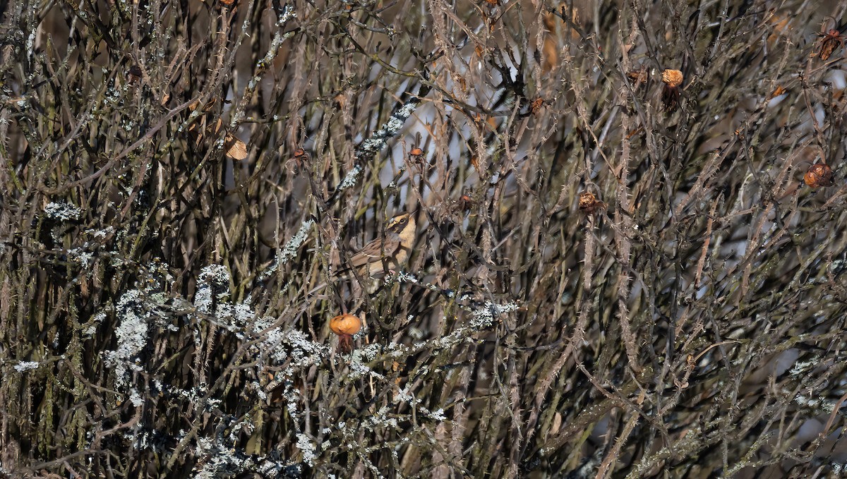 Accenteur montanelle - ML645452326