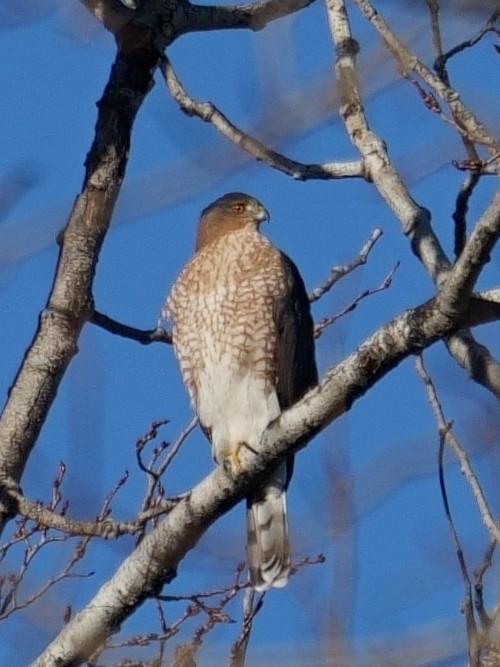 Cooper's Hawk - ML645452327