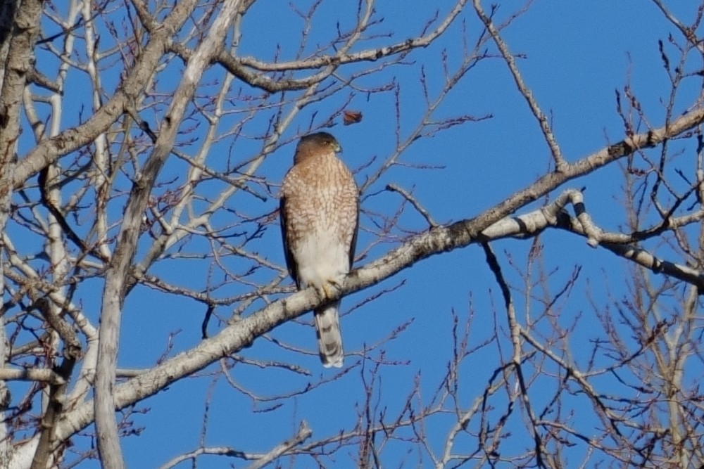 Cooper's Hawk - ML645452328