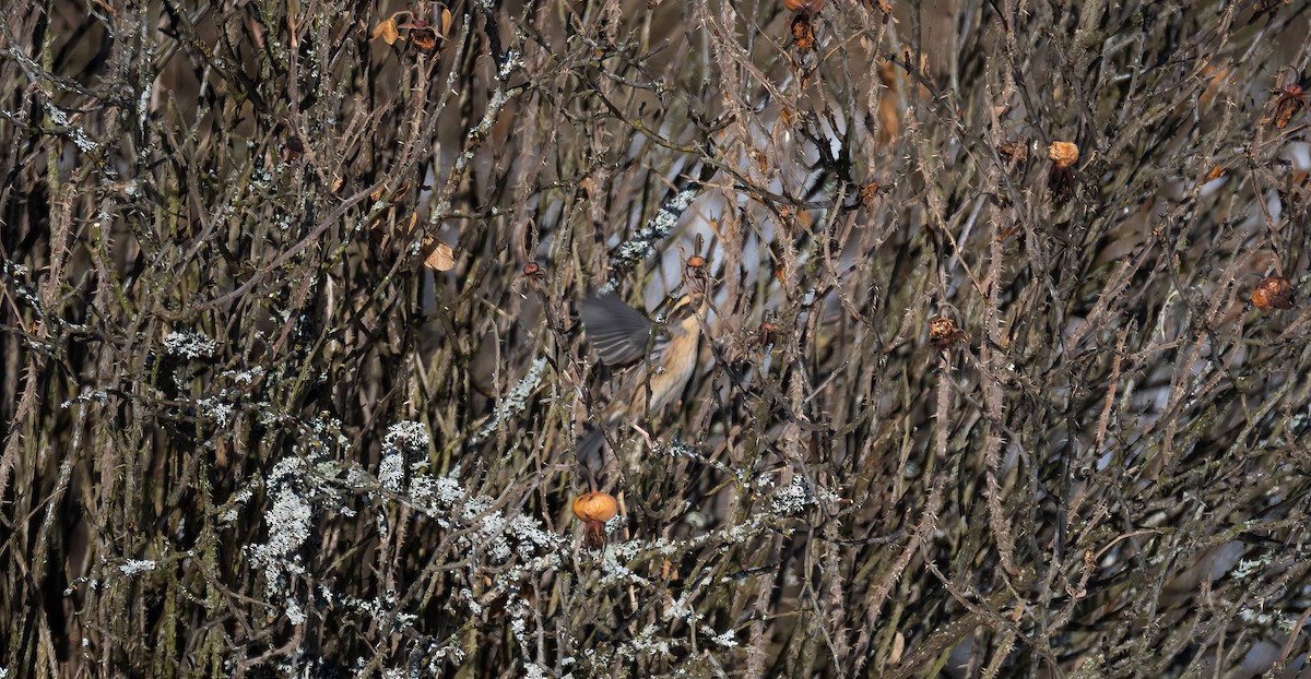 Accenteur montanelle - ML645452330