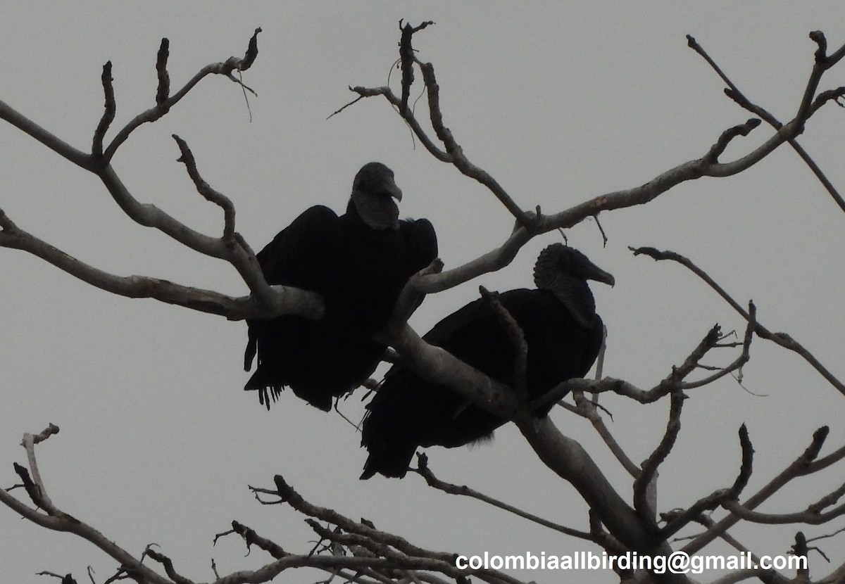 Black Vulture - ML645452334