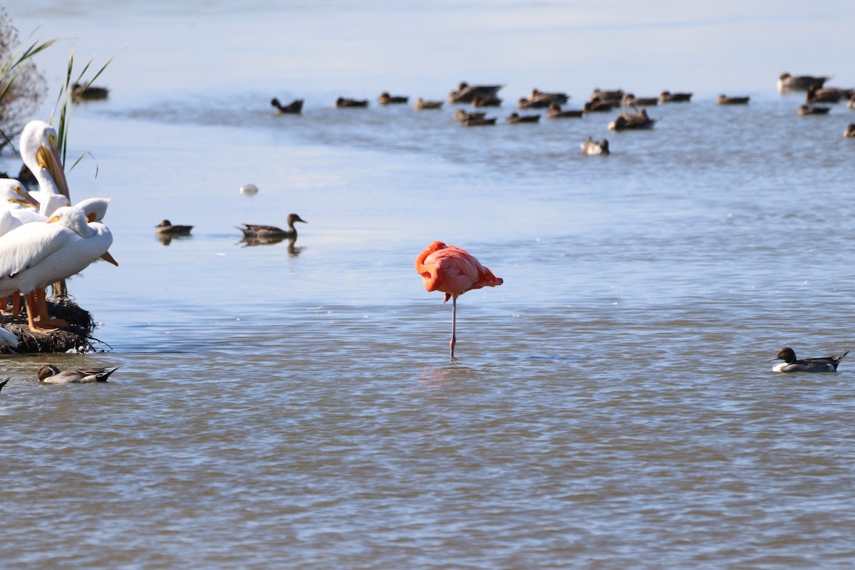 American Flamingo - ML645452337