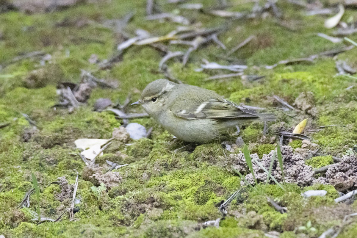 Hume's Warbler - ML645452354