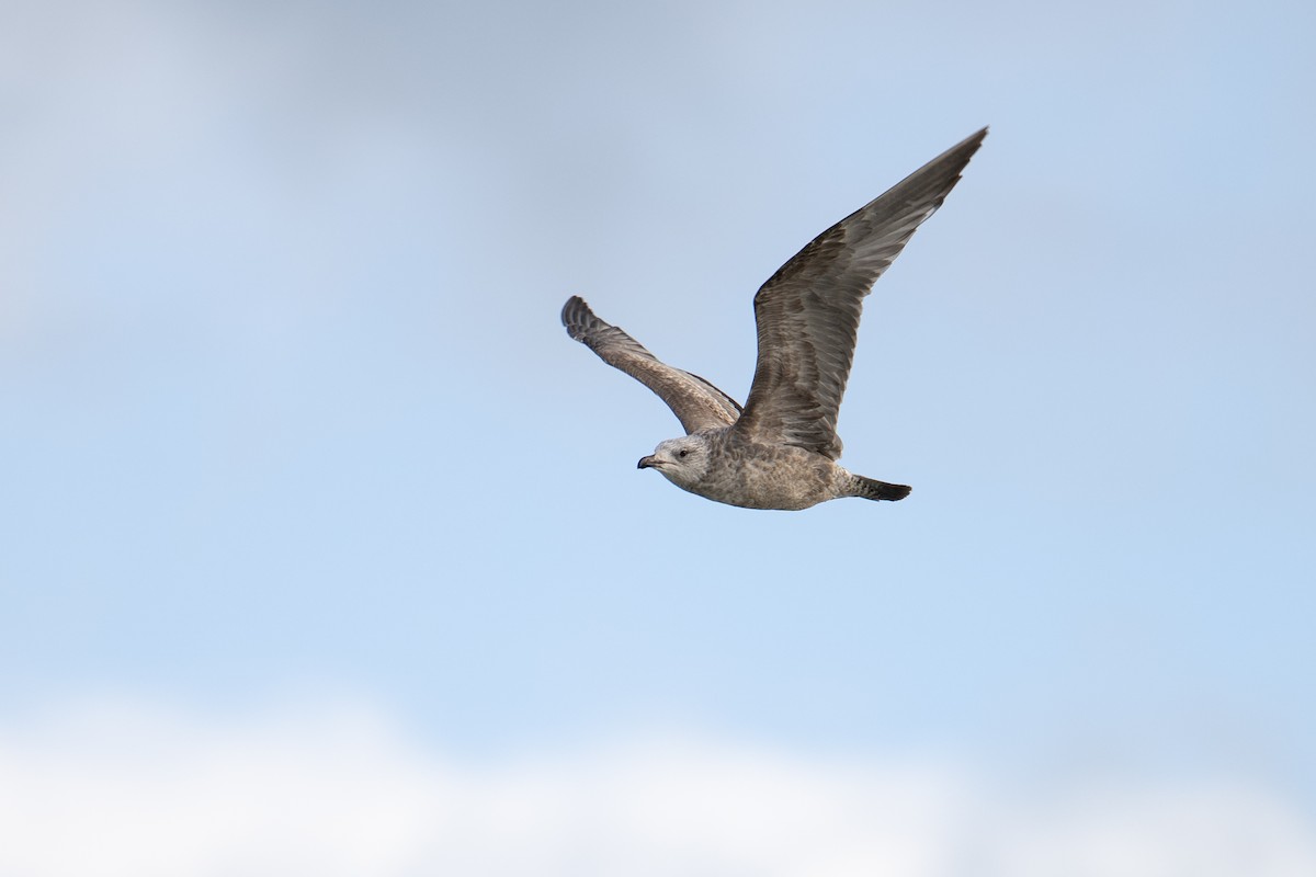 American Herring Gull - ML645452355