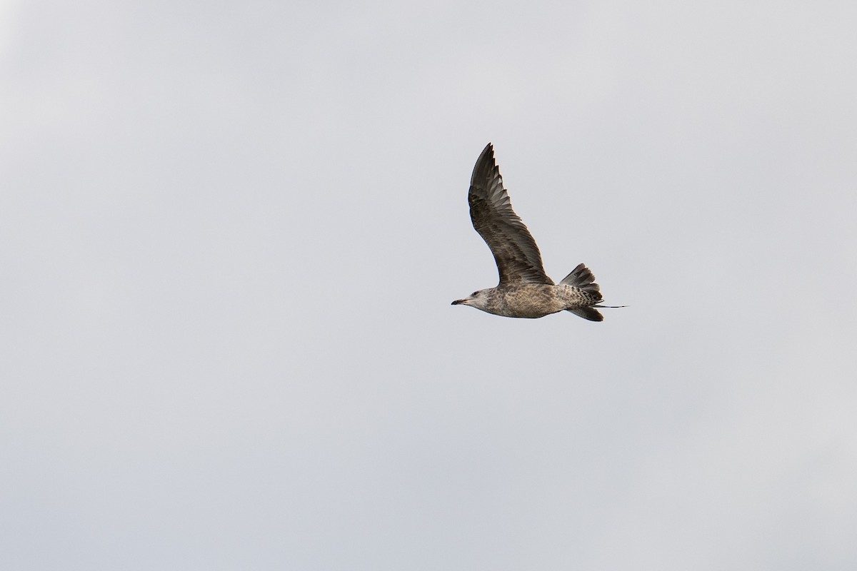American Herring Gull - ML645452356