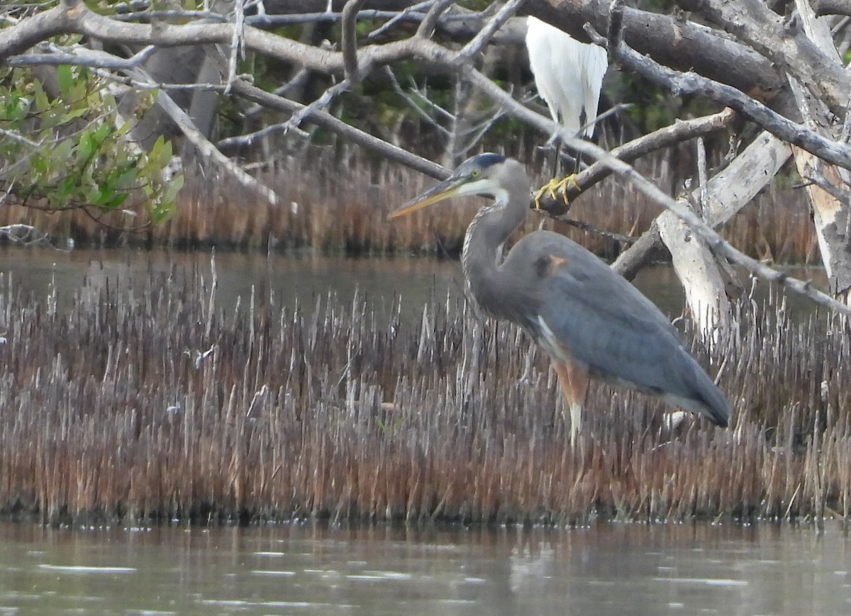 Great Blue Heron - ML645452362