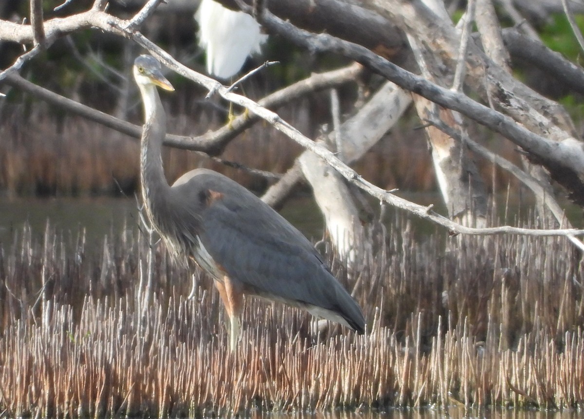 Great Blue Heron - ML645452363
