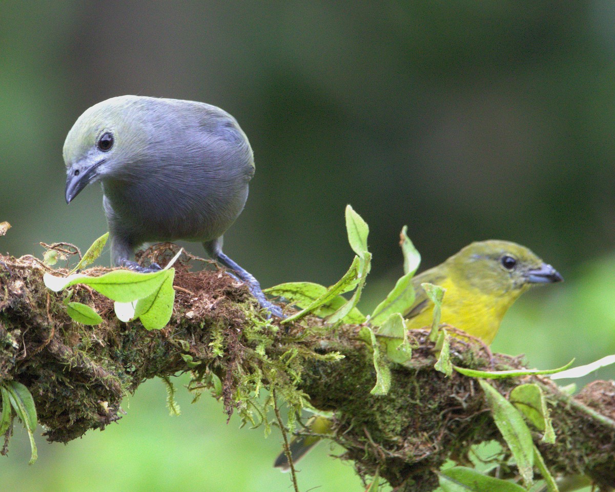 Tangara Palmera - ML645452382
