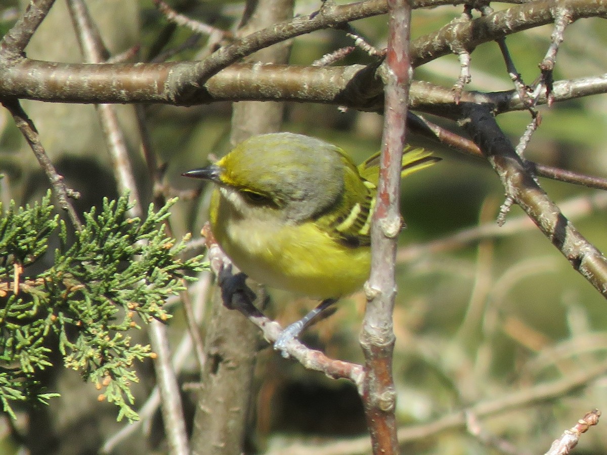 White-eyed Vireo - ML645452385