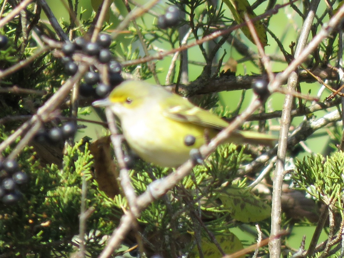 White-eyed Vireo - ML645452386