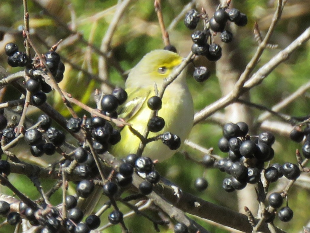 White-eyed Vireo - ML645452387