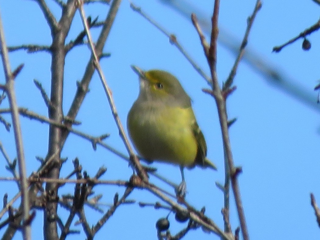 White-eyed Vireo - ML645452388