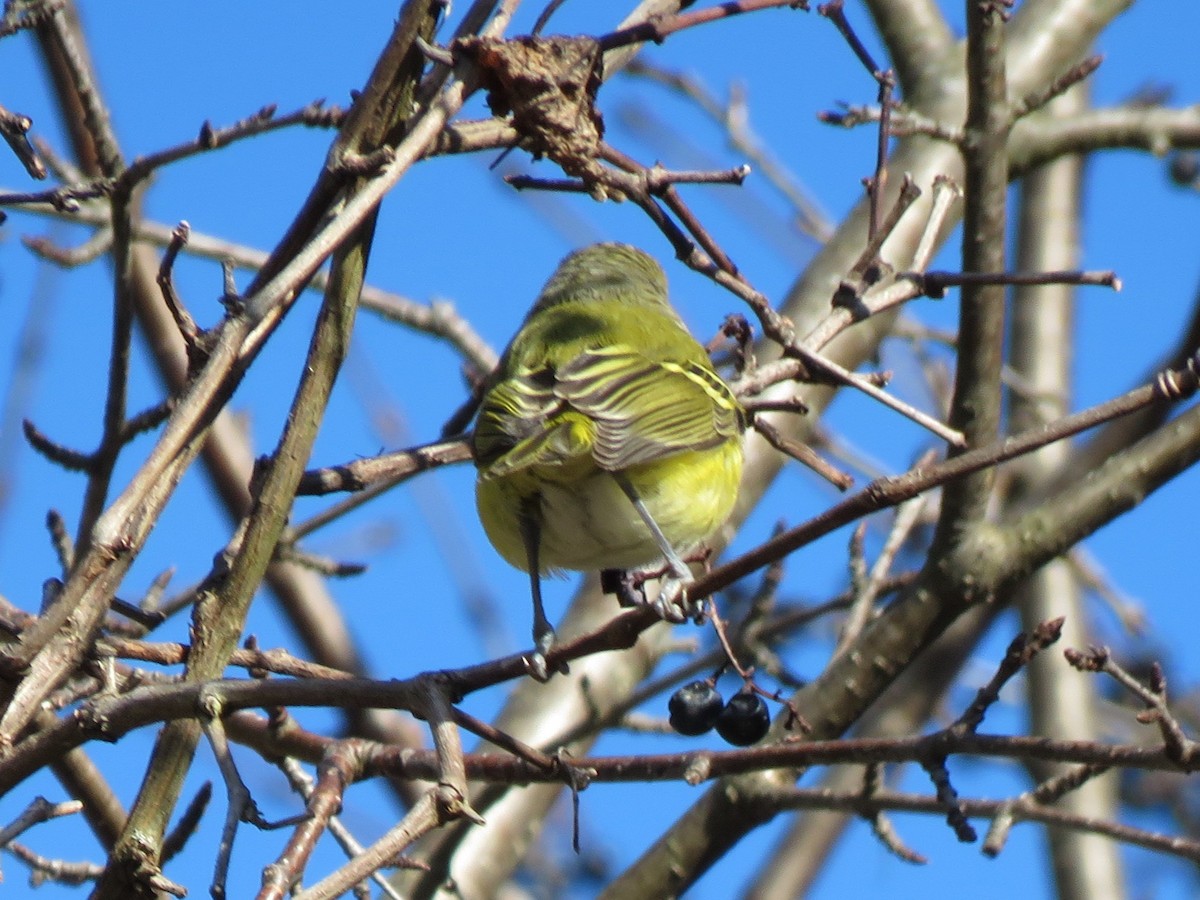 White-eyed Vireo - ML645452389