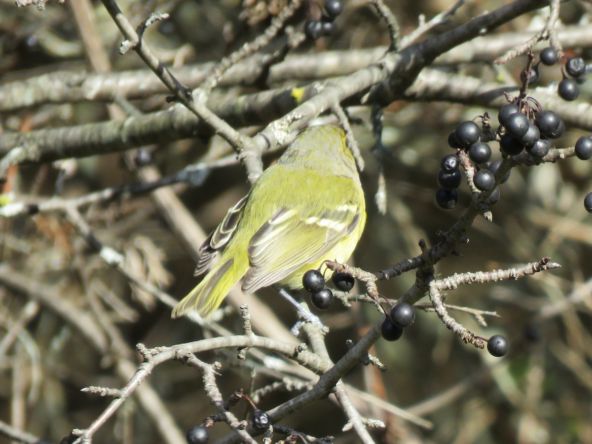 White-eyed Vireo - ML645452390