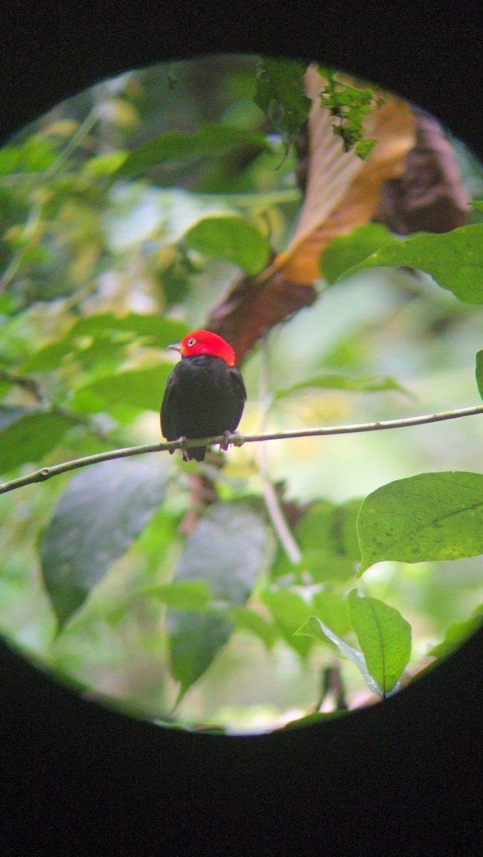 Red-capped Manakin - ML645452394