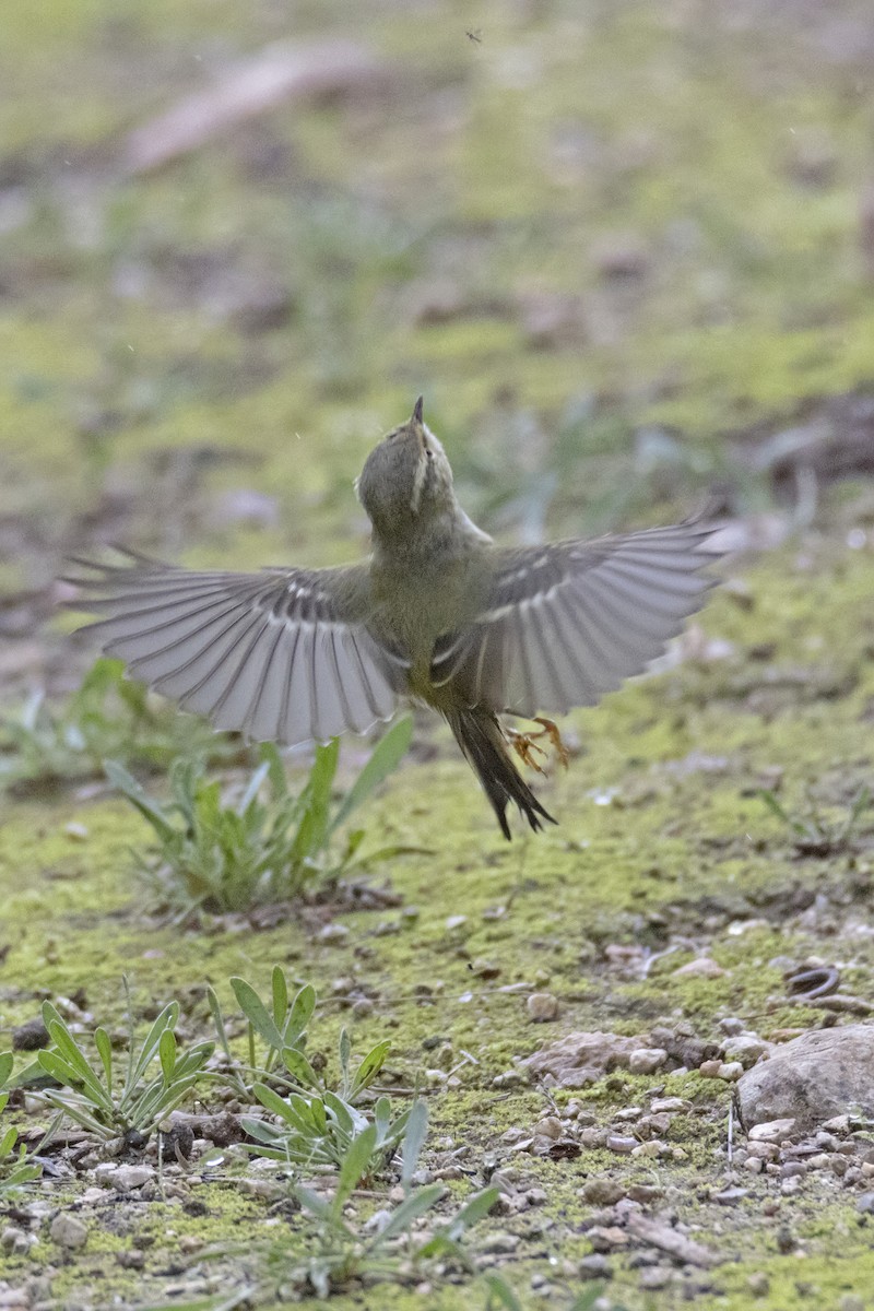 Hume's Warbler - ML645452408