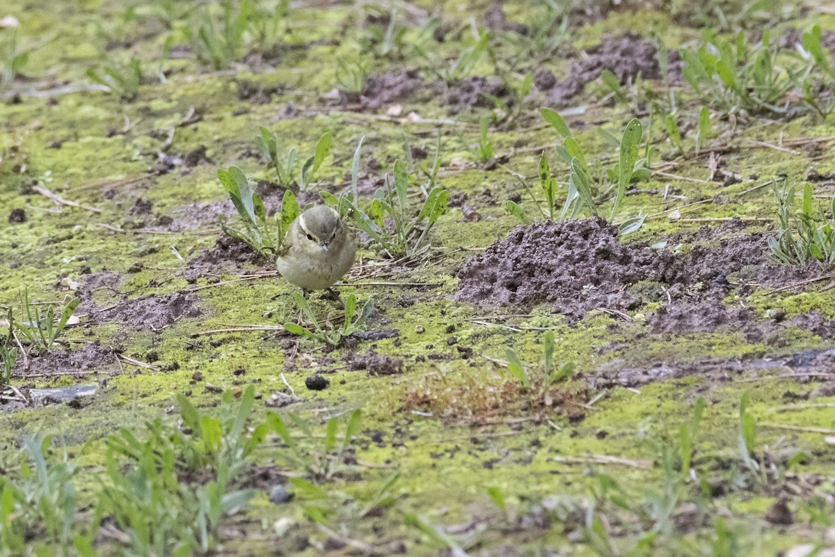 Hume's Warbler - ML645452409