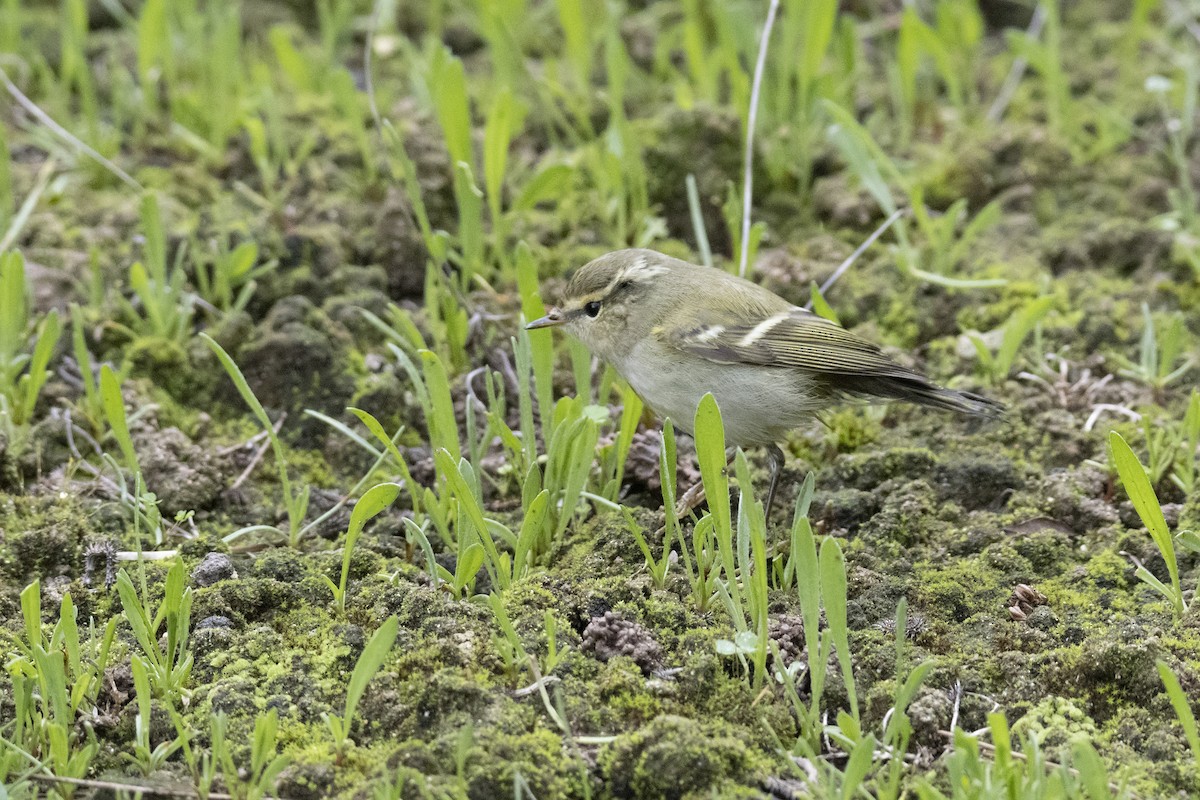 Hume's Warbler - ML645452410