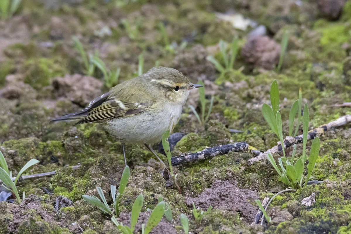 Hume's Warbler - ML645452411