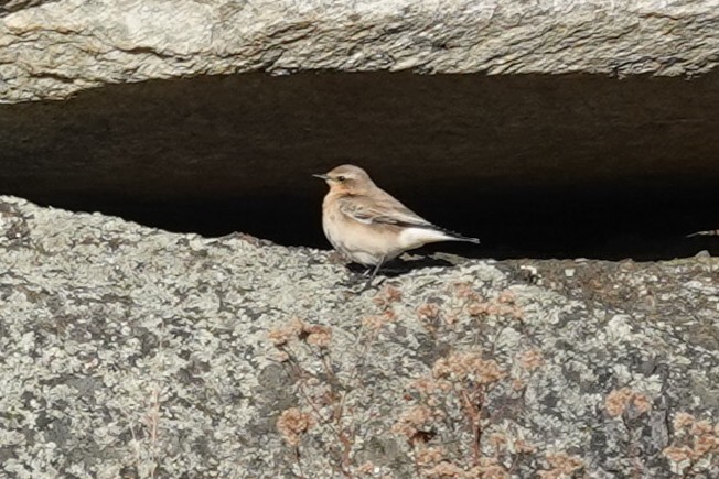Northern Wheatear - ML645452413