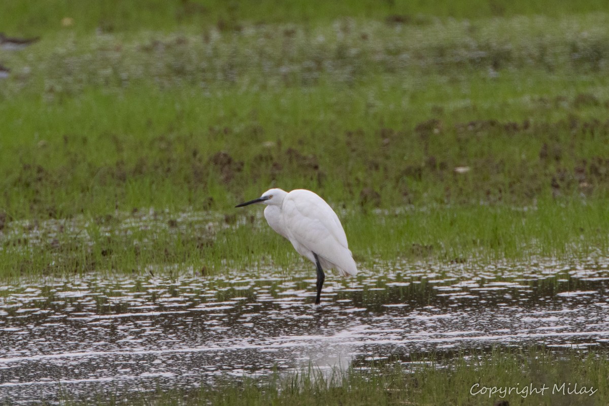 Little Egret - ML645452415